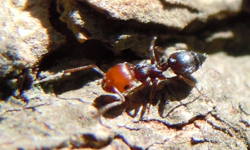 Camponotus? No. Crematogaster scutellaris