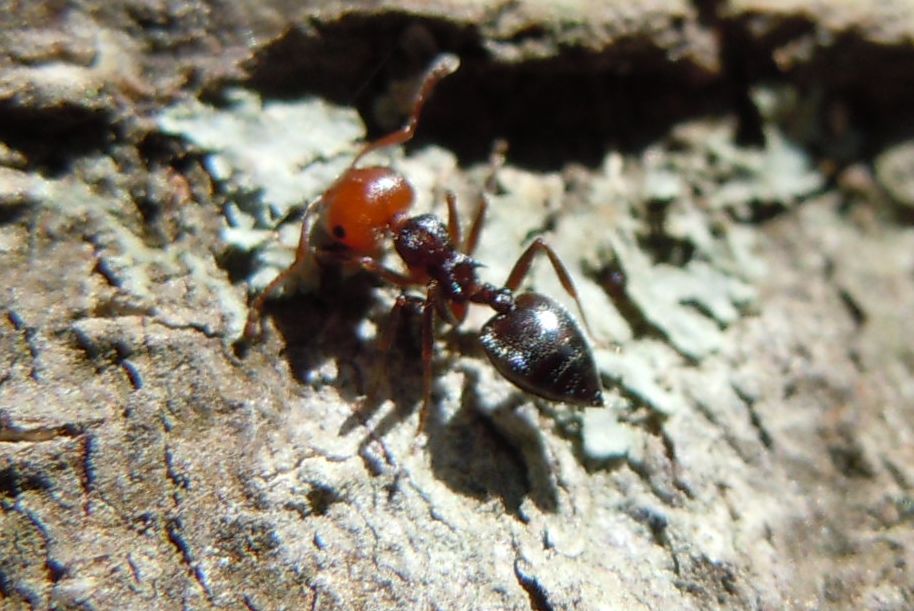 Camponotus? No. Crematogaster scutellaris
