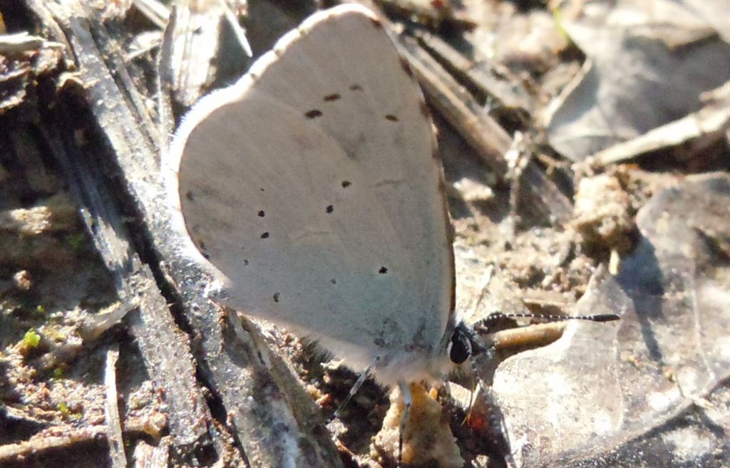 Celastrina argiolus