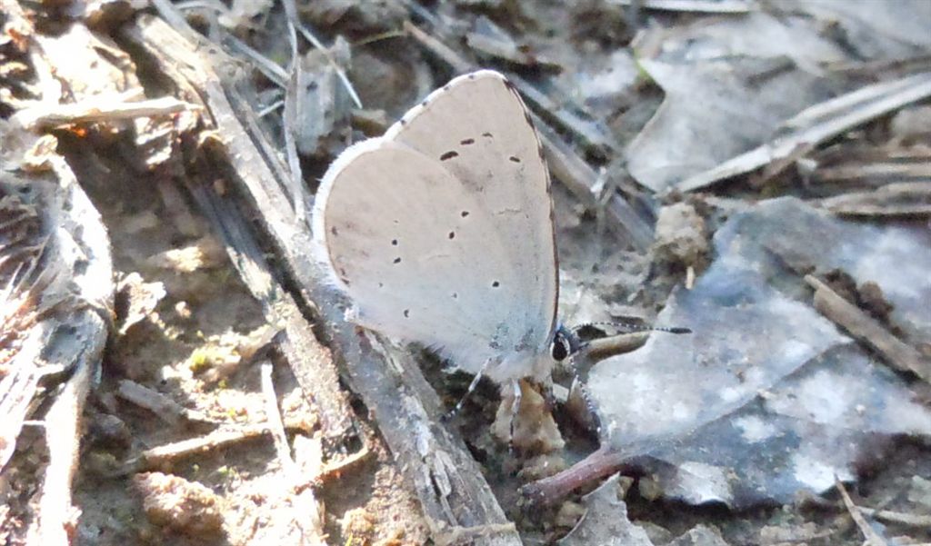 Celastrina argiolus