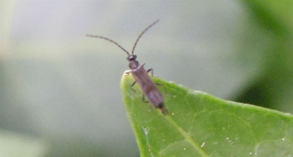 Cantharidae: Malthodes sp.