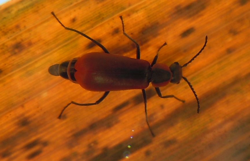 Anthocomus rufus - Malachiidae