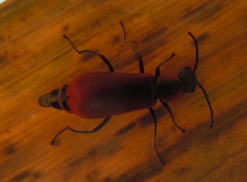 Anthocomus rufus - Malachiidae