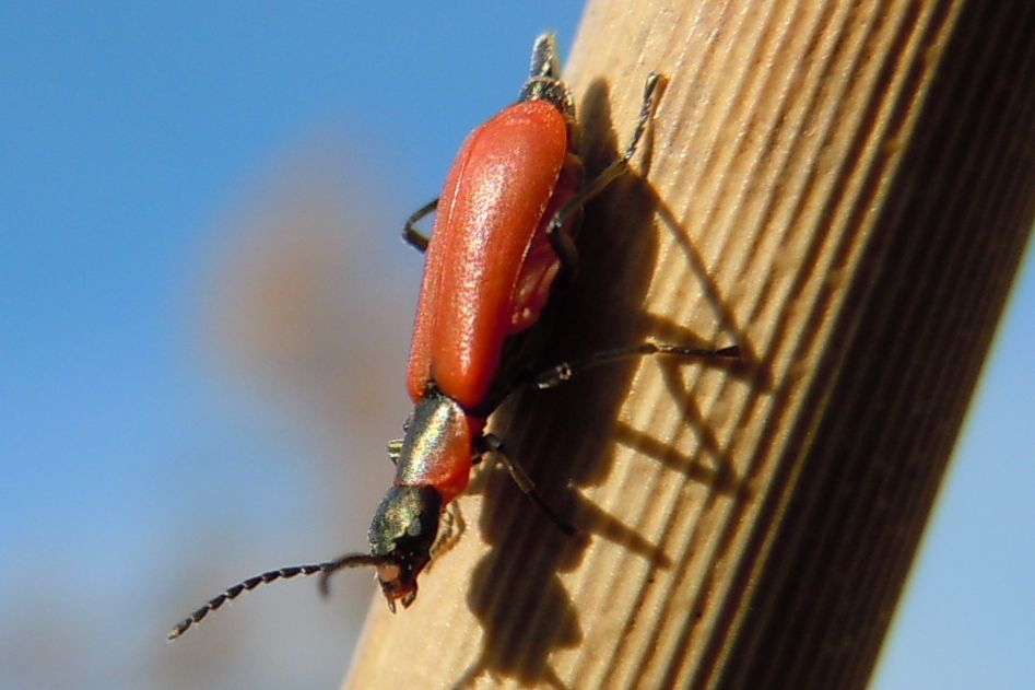 Anthocomus rufus - Malachiidae