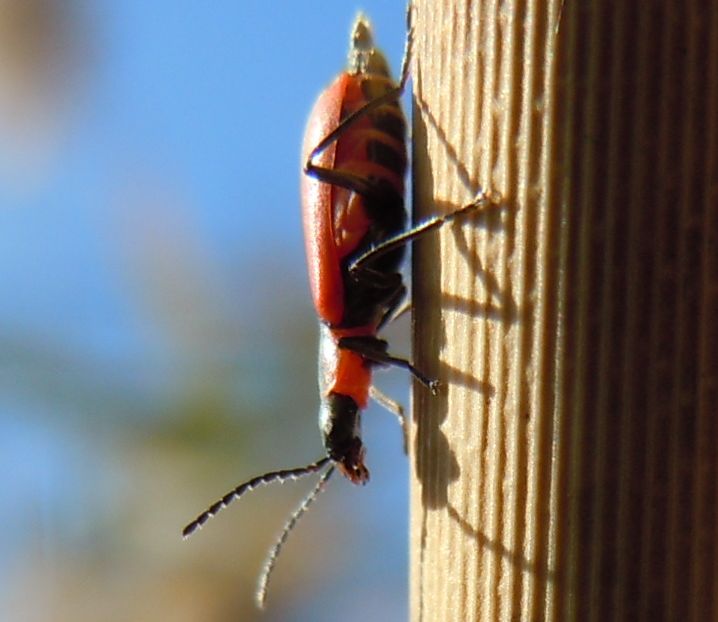 Anthocomus rufus - Malachiidae