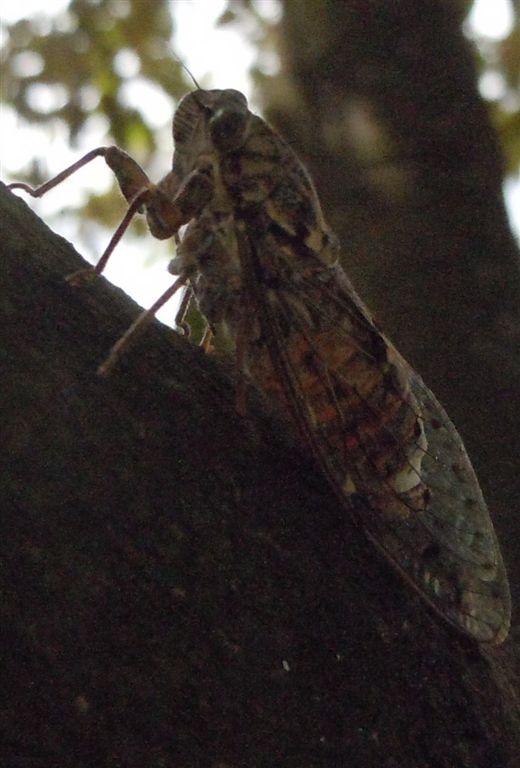 Cicada orni + altra, da Creta