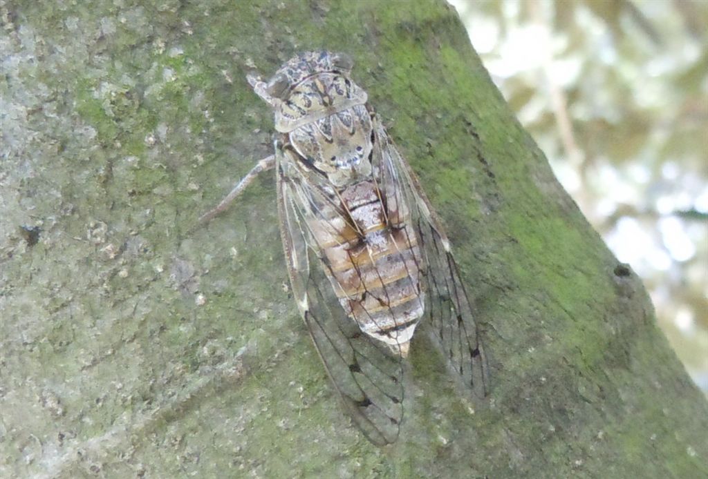 Cicada orni + altra, da Creta