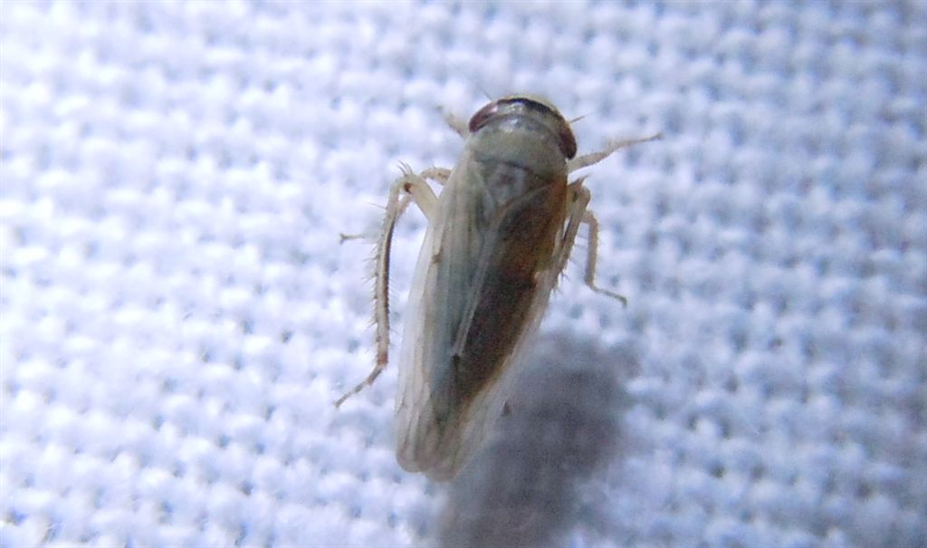 Cicadella: Limotettix striola dalla Campania