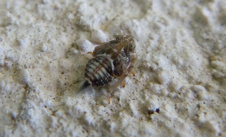 ninfa di Issidae: Issus sp.