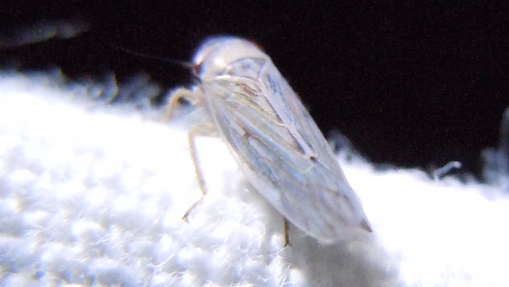 Cicadella: Limotettix striola dalla Campania