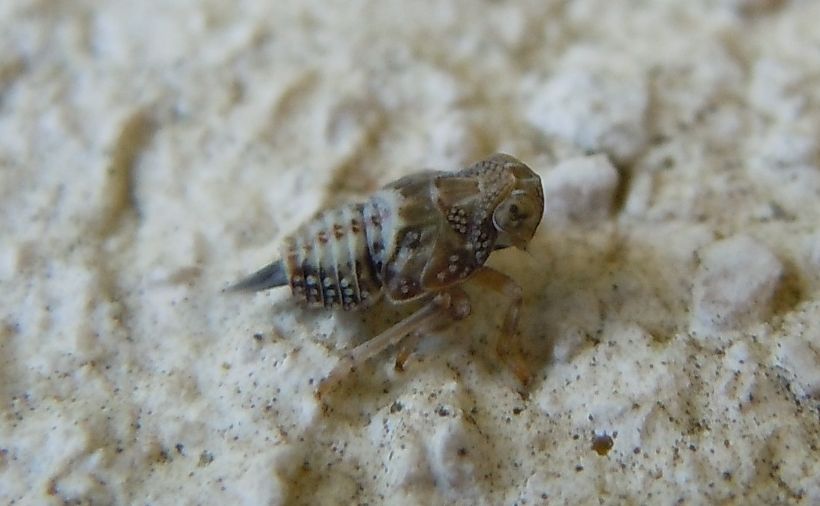 ninfa di Issidae: Issus sp.