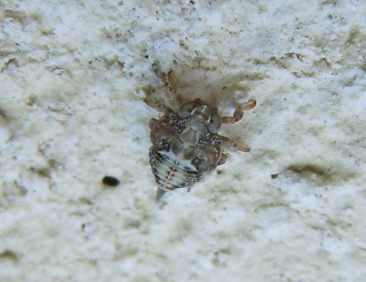 ninfa di Issidae: Issus sp.