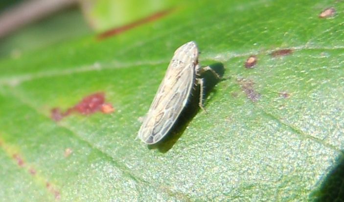 Errastunus ocellaris? Piuttosto Psammotettix sp.