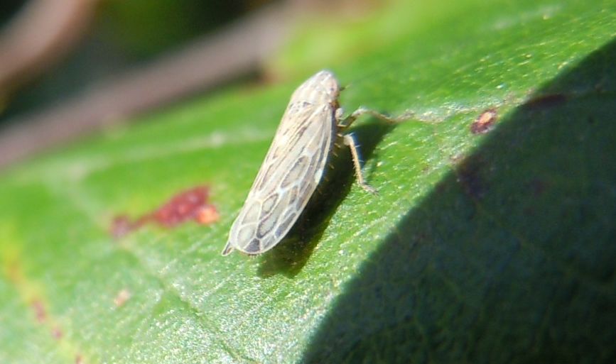 Errastunus ocellaris? Piuttosto Psammotettix sp.