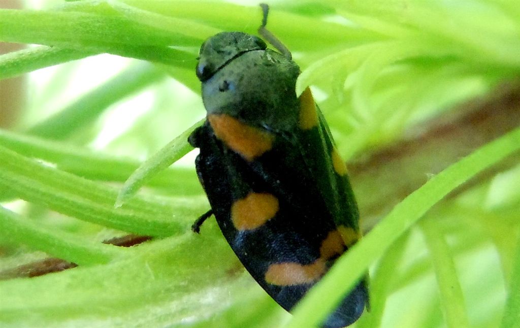 Cercopis sanguinolenta?