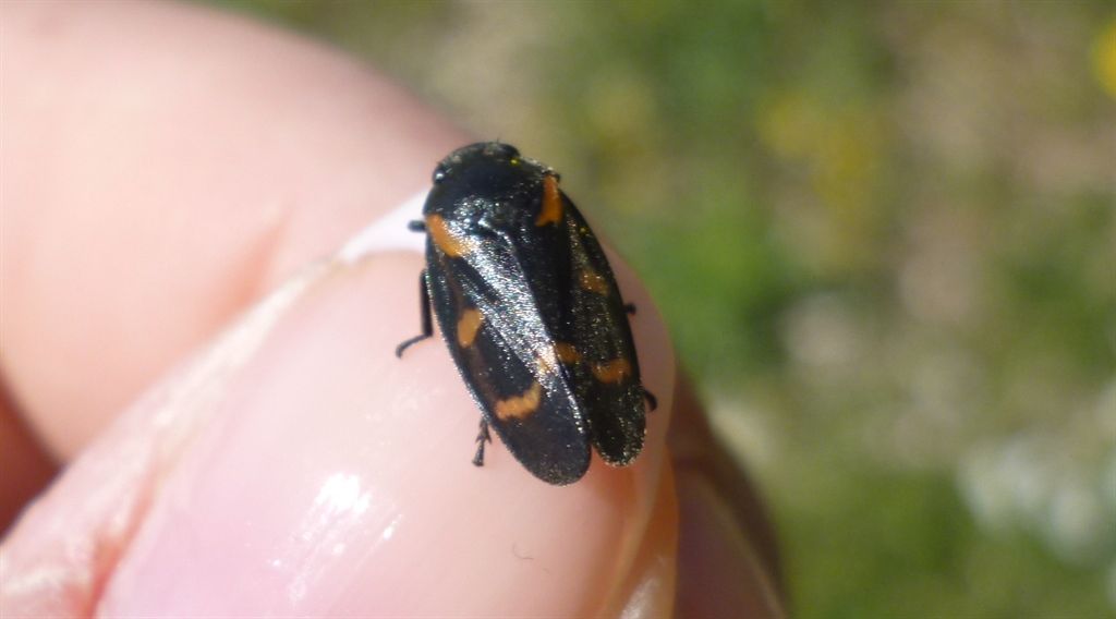 Cercopis sanguinolenta?