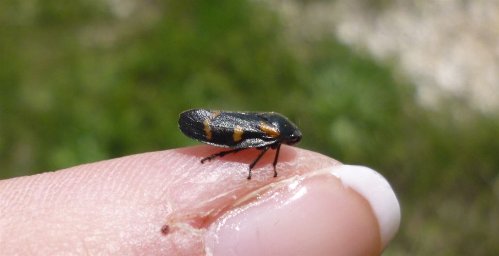 Cercopis sanguinolenta?