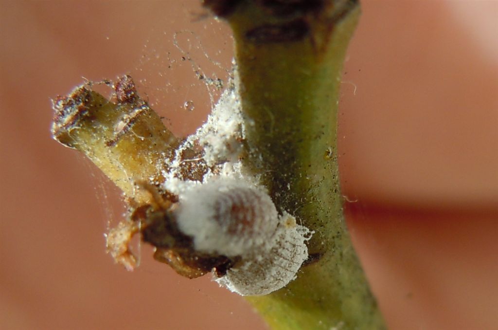 Cocciniglia (Pseudococcidae -Planococcus?)