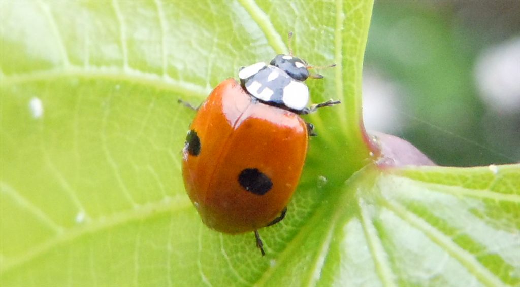 Larva di Adalia bipunctata?