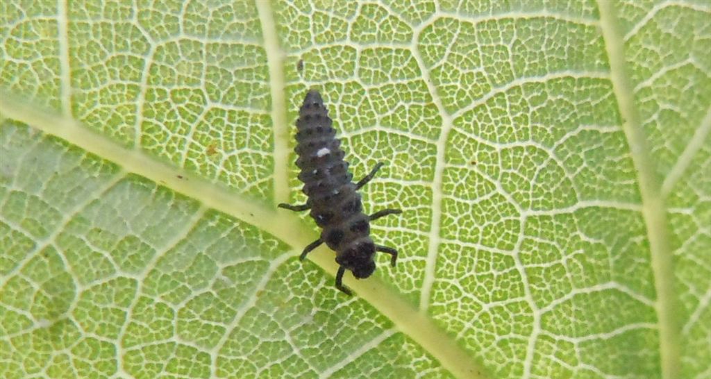 Larva di Adalia bipunctata?