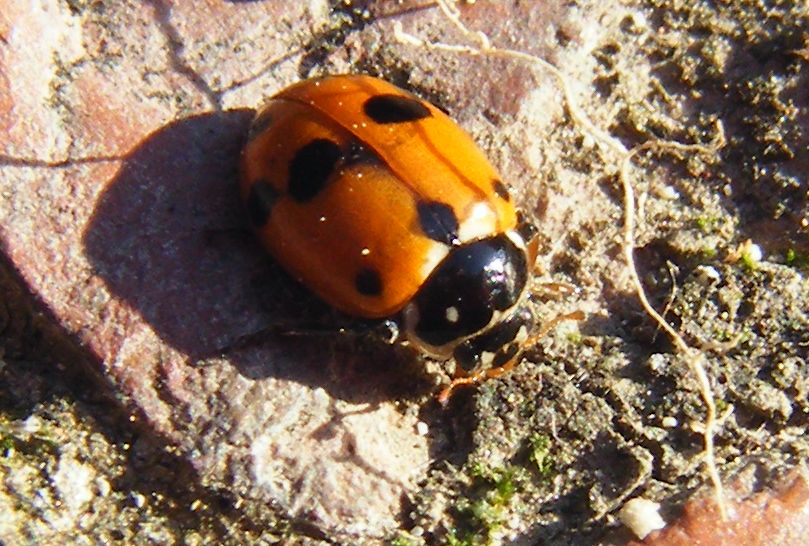 Coccinella da identificare: Hippodamia (Adonia) variegata