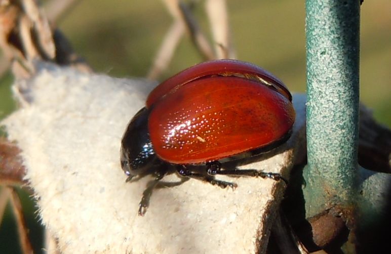 Coccinella senza puntini? no, Chrysomela populi