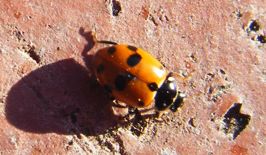 Coccinella da identificare: Hippodamia (Adonia) variegata