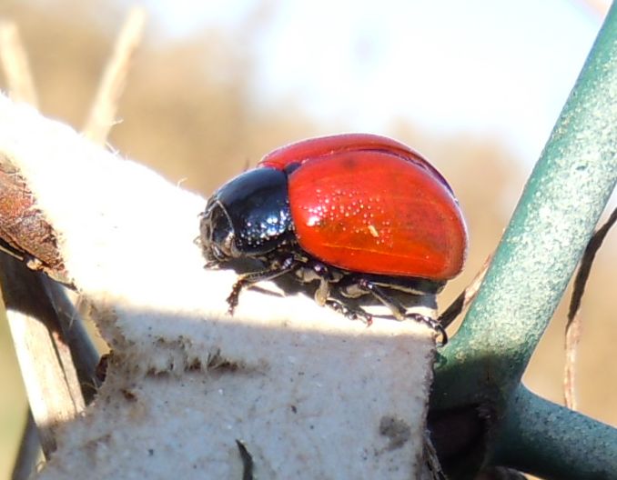 Coccinella senza puntini? no, Chrysomela populi