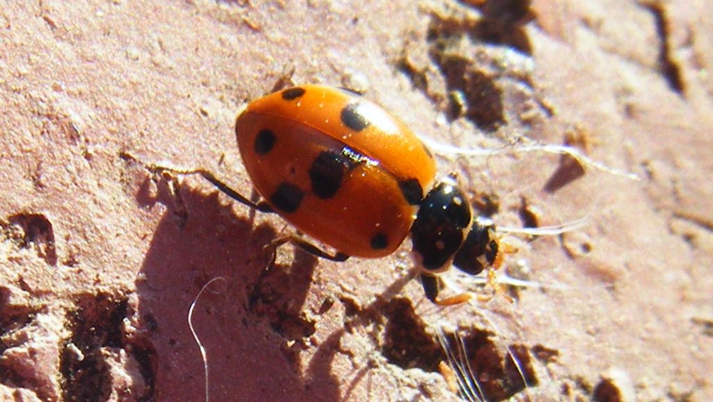 Coccinella da identificare: Hippodamia (Adonia) variegata