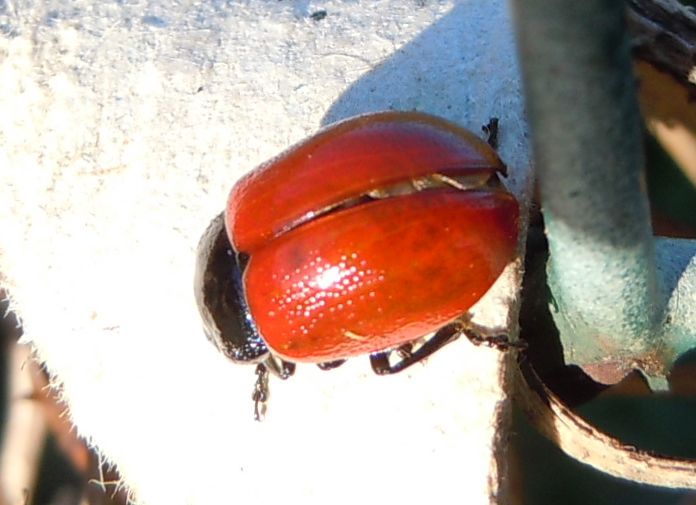 Coccinella senza puntini? no, Chrysomela populi