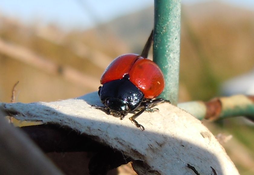 Coccinella senza puntini? no, Chrysomela populi