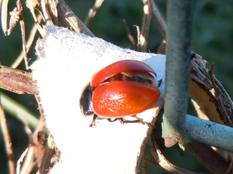 Coccinella senza puntini? no, Chrysomela populi