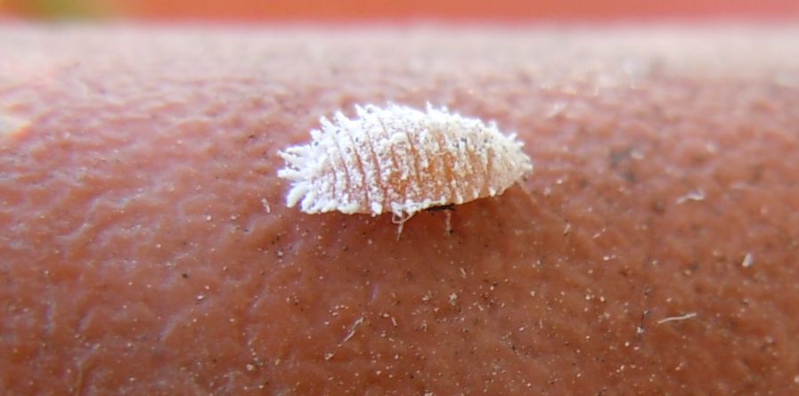 Cocciniglia (Pseudococcidae -Planococcus?)