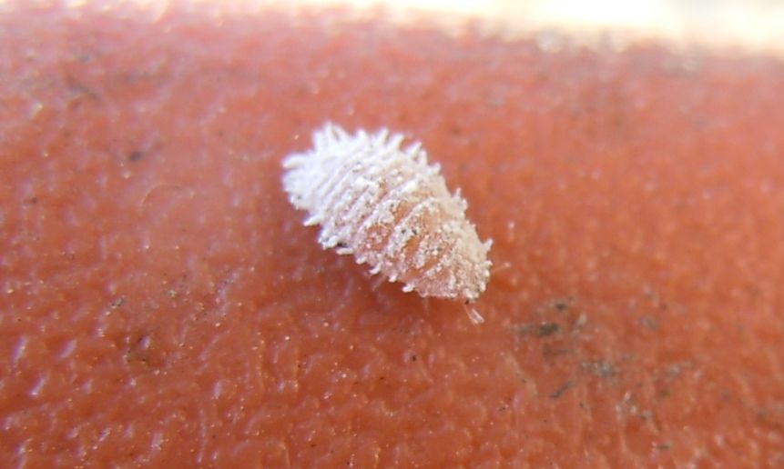Cocciniglia (Pseudococcidae -Planococcus?)