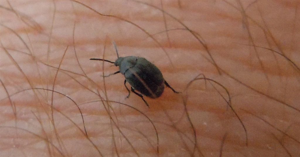 Chrysomelidae Bruchinae: cfr. Spermophagus sericeus