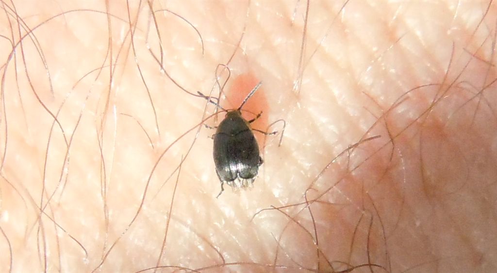 Chrysomelidae Bruchinae: cfr. Spermophagus sericeus