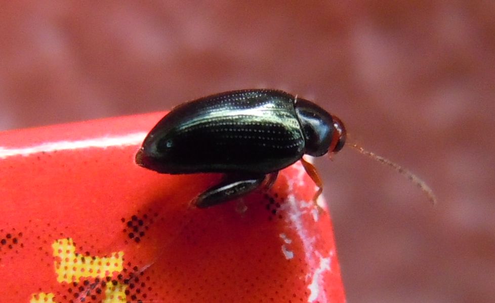 Chrysomelidae, sottofamiglia Alticinae, genere Psylliodes
