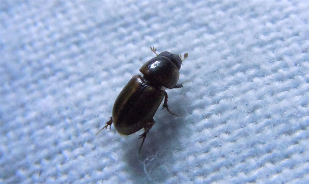 Labarrus lividus (Aphodius, una volta)