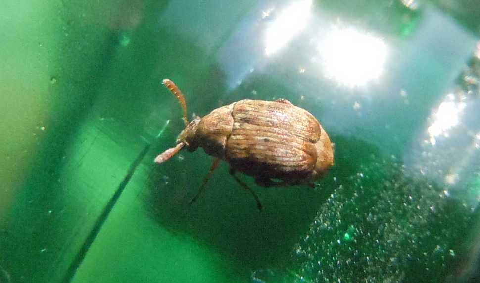 Chrysomelidae Bruchinae: cfr. Bruchidius sp.