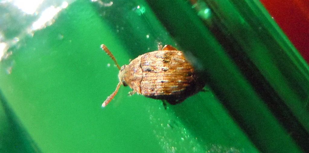 Chrysomelidae Bruchinae: cfr. Bruchidius sp.