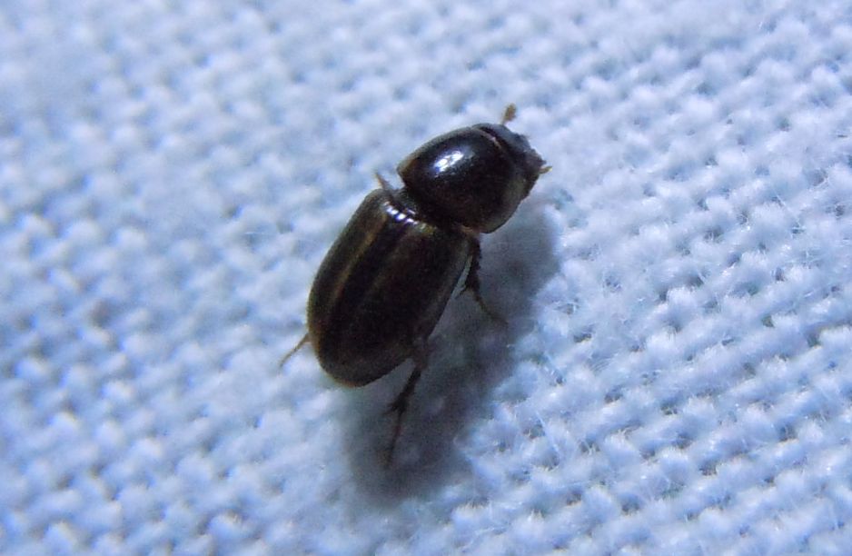 Labarrus lividus (Aphodius, una volta)