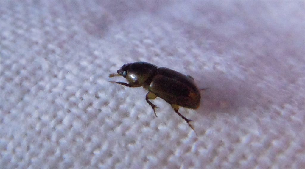Labarrus lividus (Aphodius, una volta)