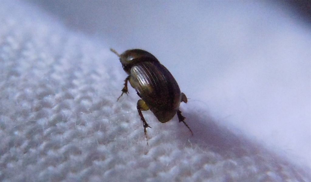 Labarrus lividus (Aphodius, una volta)