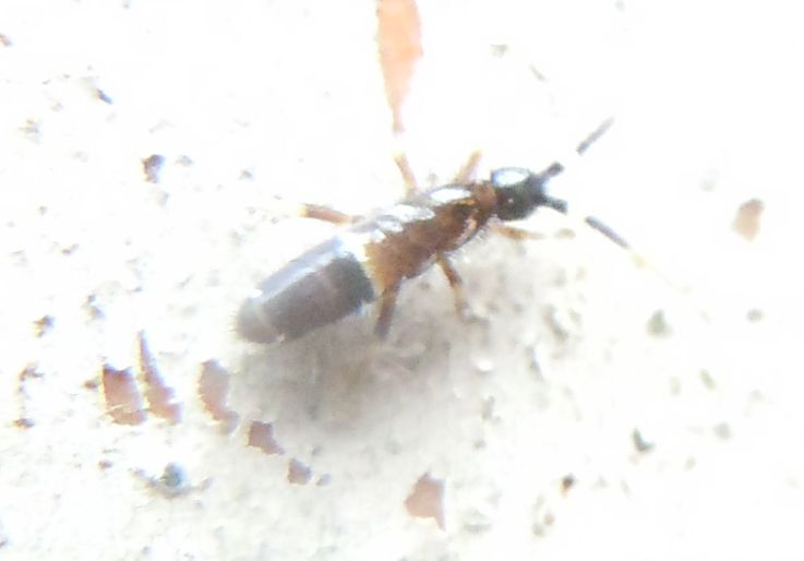 Entomobryidae?