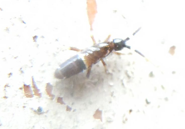 Entomobryidae?