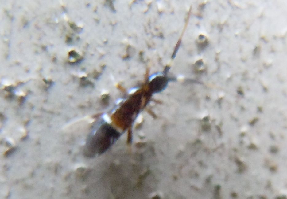 Entomobryidae?