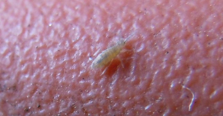 Collemboli
