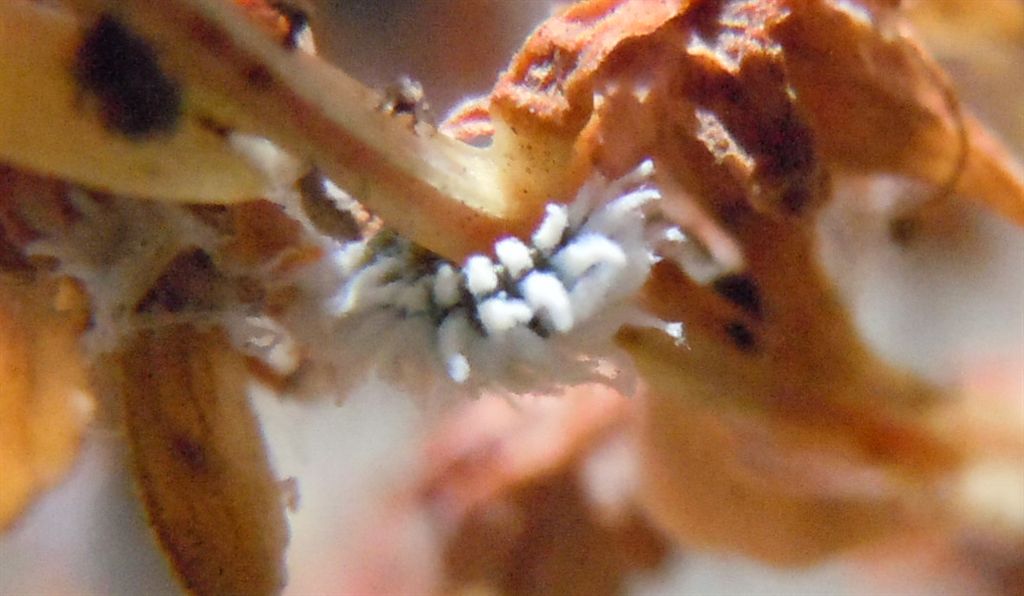 Larva di Cryptolaemus?