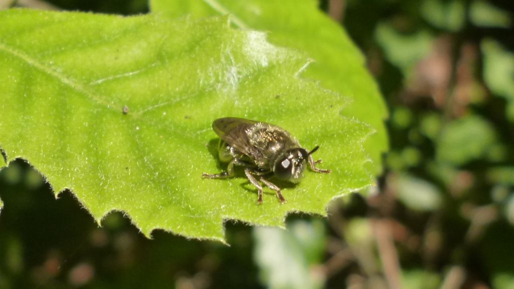 Dittero da identificare