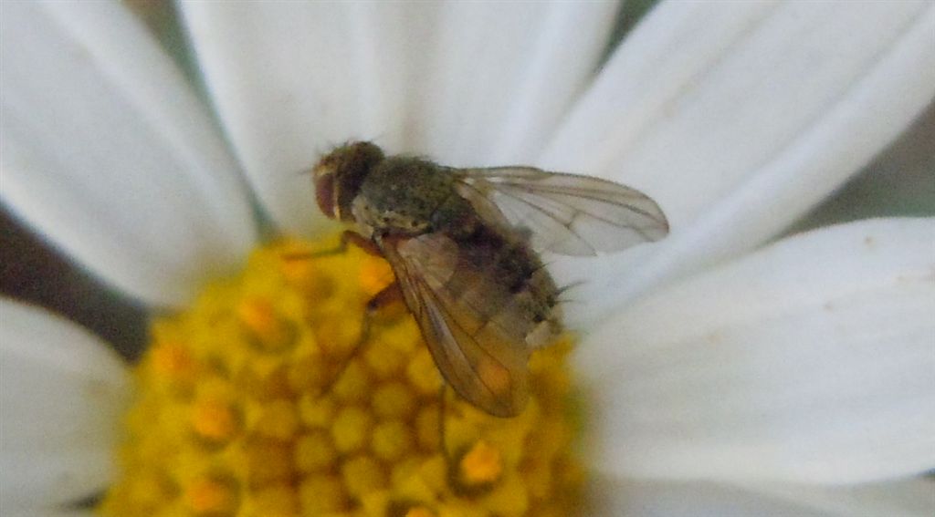 Tachinidae?